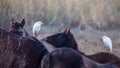 Two Cattle Egrets on Horse Royalty Free Stock Photo