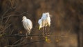 Two cattle egrets in Kruger National park, standing on a branch Royalty Free Stock Photo