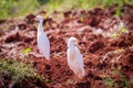 Two Cattle Egrets on newly ploughed land Royalty Free Stock Photo