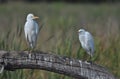 Two cattle egrets perched on a dead tree Royalty Free Stock Photo
