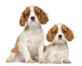 Two Cavalier King Charles Puppies, 2 months old, sitting and lying Royalty Free Stock Photo