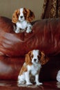 Two Cavalier King Charles Spaniel dogs rest on sofa. One sit on back of couch at top, another cub settle down below. Royalty Free Stock Photo