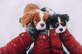 Two Cavalier King Charles Spaniel`s looking at the camera