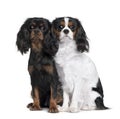 Two Cavalier King Charles Spaniels Royalty Free Stock Photo