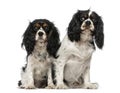 Two Cavalier King Charles Spaniels Royalty Free Stock Photo