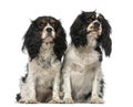 Two Cavalier King Charles Spaniels Royalty Free Stock Photo