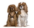 Two Cavalier King Charles Spaniels sitting Royalty Free Stock Photo