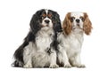 Two Cavalier King Charles Spaniels, sitting together Royalty Free Stock Photo