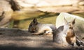 Two Cavies near a Watering Hole Royalty Free Stock Photo