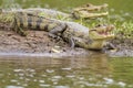 Two Caymans (Caiman crocodilus fuscus) Royalty Free Stock Photo