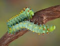 Two cecropia caterpillars Royalty Free Stock Photo