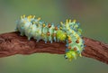 Two cecropia caterpillars on vine Royalty Free Stock Photo