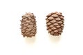 Two cedar cones Royalty Free Stock Photo