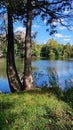 Two cedar trees set against blue sky reflection on water Royalty Free Stock Photo