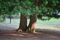 Two cedar trees at sunset in Riverside park, Guelph, ontario Royalty Free Stock Photo