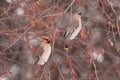 Two cedar waxwings eating an crab apples. Royalty Free Stock Photo