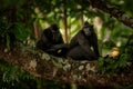 Two Celebes crested macaques on the branch of the tree. Close up portrait. Endemic black crested macaque or the black ape. Natural Royalty Free Stock Photo
