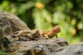 Two central bearded dragon on the stone in nature with bookeh background. Australian lizard