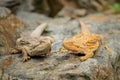 Two central bearded dragon on the stone in nature with bookeh background. Australian lizard Royalty Free Stock Photo