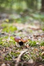 Two Cep or Boletus Mushroom growing on lush green moss Royalty Free Stock Photo