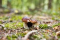 Two Cep or Boletus Mushroom growing on lush green moss Royalty Free Stock Photo