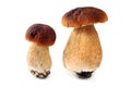 Two cepe bun mushrooms on white isolated background Royalty Free Stock Photo