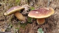 Two cepes in the wood Royalty Free Stock Photo