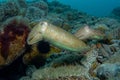 Two cephalopods are mating under the sea
