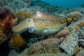 Two cephalopods are mating under the sea