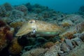 Two cephalopods are mating under the sea