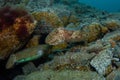 Two cephalopods are mating under the sea