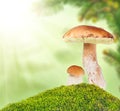 Two ceps in moss on light background Royalty Free Stock Photo