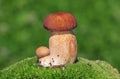 Two ceps on a moss Royalty Free Stock Photo