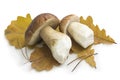 Two ceps mushrooms on autumn oak leaves