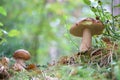 Two ceps mushrooms grows in wood Royalty Free Stock Photo