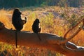Two chacma baboons