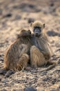 Two chacma baboons sit cuddling among rocks Royalty Free Stock Photo