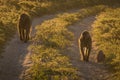 Two chacma baboons walking along sandy track Royalty Free Stock Photo