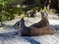 Chacoan Mara, Dolichotis salinicola, lie in the shade and rest Royalty Free Stock Photo