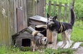 Two chained dogs stand next to a wooden kennel