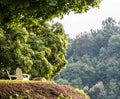 Two chairs looking out to the green trees 