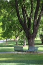 Two chairs under tree in park