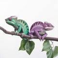 Two chameleons green and purple on a branch look in different directions, close-up, Royalty Free Stock Photo