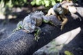 Two chameleons Royalty Free Stock Photo