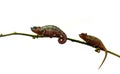 Two chameleons Royalty Free Stock Photo