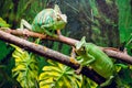 Two chameleons in the wild Green background. In the sun. Botanical Garden Royalty Free Stock Photo