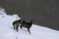 Two chamois a female and her cub going up the slope on snow, in Piatra Craiului, Romania Royalty Free Stock Photo