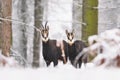 Two chamois stand in snowy forest. Royalty Free Stock Photo