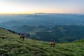 Two chamois before sunrise with haze from the Piatra Craiului mountain range in the Romanian Carpathians Royalty Free Stock Photo