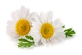 Two chamomile or daisies with leaves isolated on white background Royalty Free Stock Photo